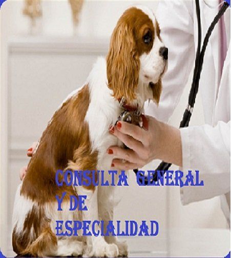 CONSULTA VETERINARIA GENERAL Y DE ESPECIALIDAD