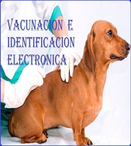 VACUNACIÓN E IDENTIFICACIÓN ELECTRÓNICA